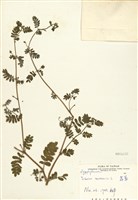 藏品(蒺藜)的圖片